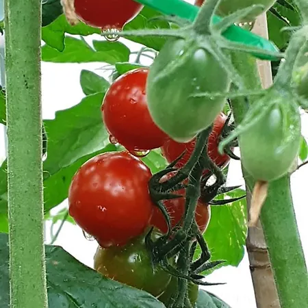 Hawthorn B&B 벨투르벳