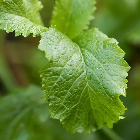 Hawthorn 4* 贝尔特比特