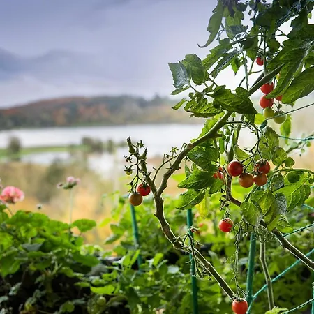 Hawthorn 住宿加早餐酒店 贝尔特比特