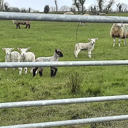 Hawthorn 4* Belturbet