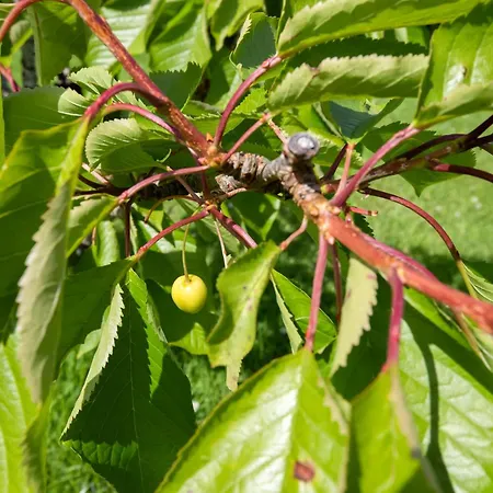 Oda ve Kahvaltı Hawthorn 4*
