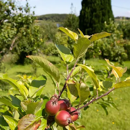 Oda ve Kahvaltı Hawthorn Belturbet