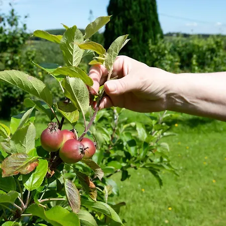 Hawthorn Belturbet