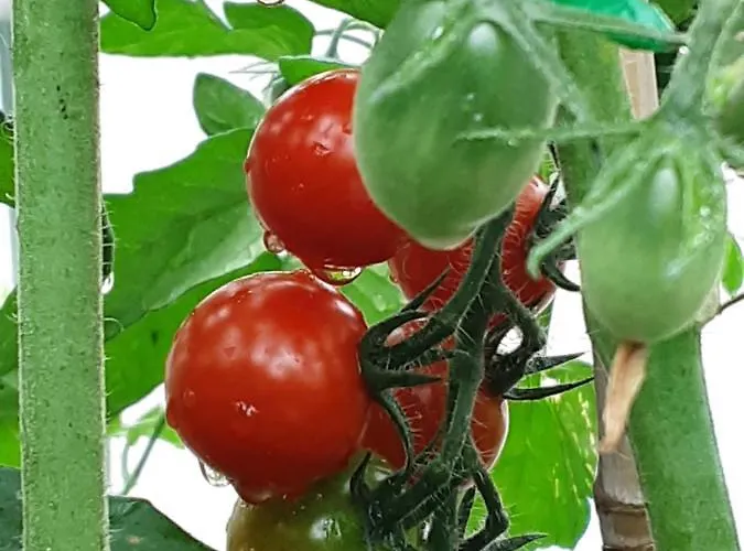 Hawthorn Oda ve Kahvaltı Belturbet