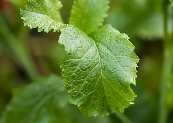 Hawthorn 4* Belturbet