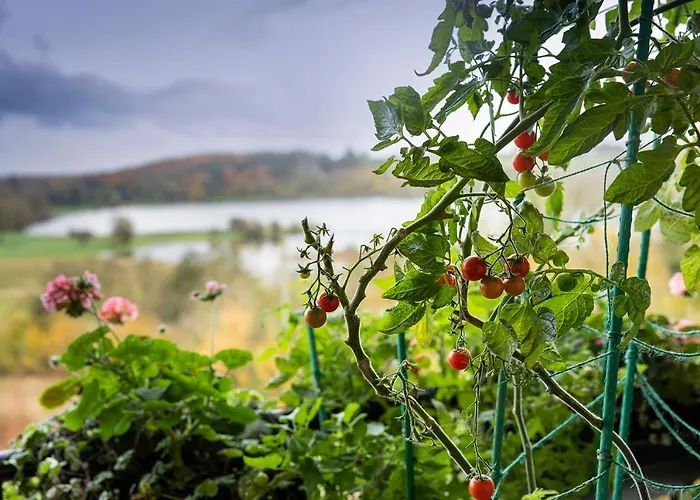 Hawthorn Oda ve Kahvaltı Belturbet