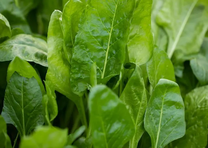 Oda ve Kahvaltı Hawthorn