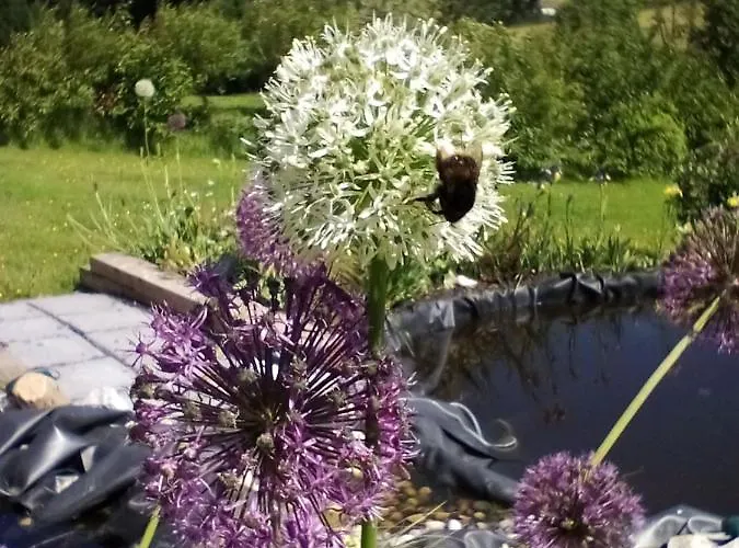 Hawthorn 4* Belturbet